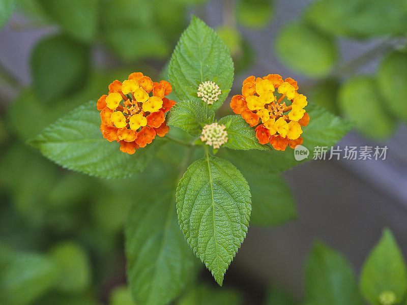 卡马拉Lantana