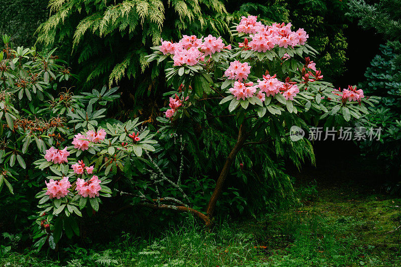 雨后的银花杜鹃