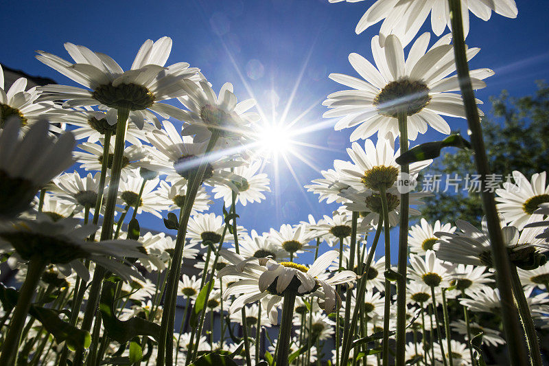 雏菊花和夏日天空