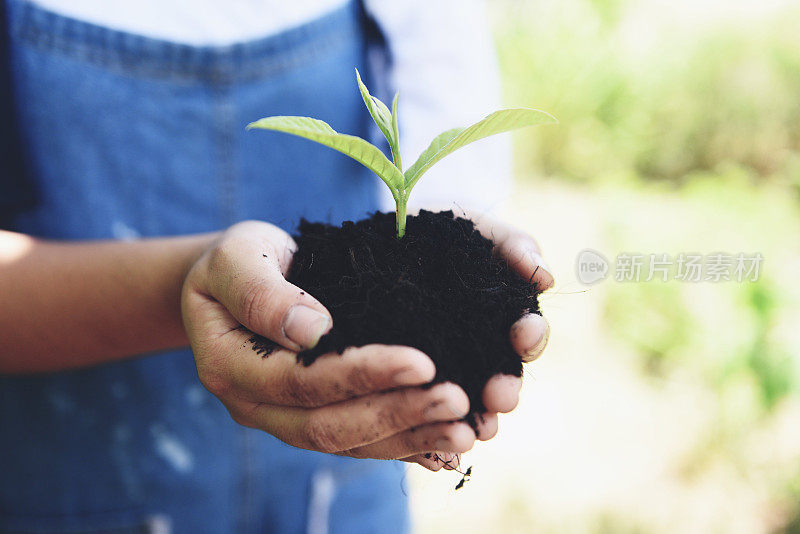 种一棵树苗，一株幼苗，种在泥土上，用手捧着，妇女帮助环境——拯救环境，绿色世界的生态理念