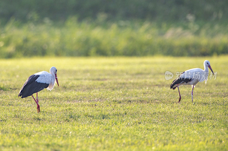 夏季，长着黑白两色羽毛的鹳鸟在草地上觅食