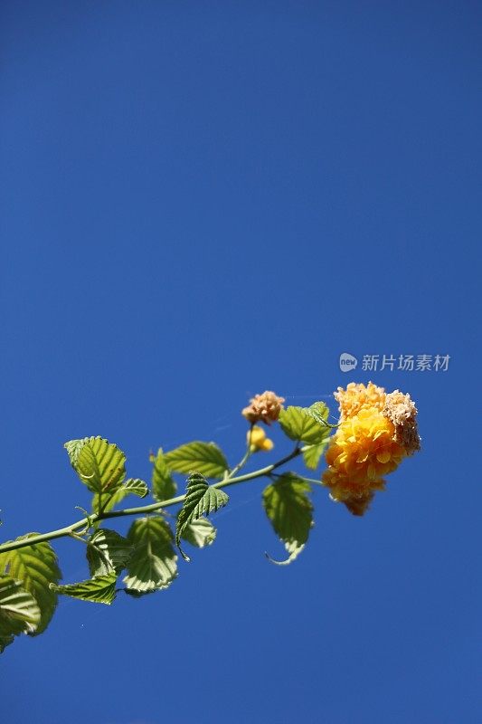 小黄灌木花