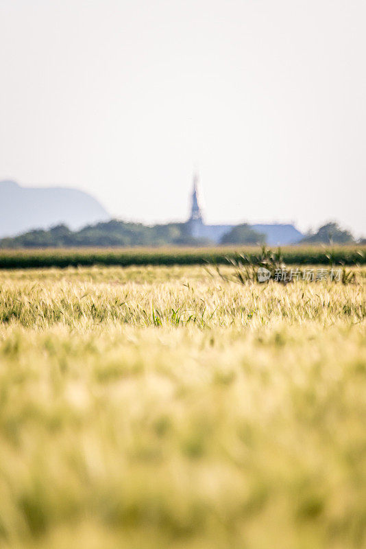 小麦在夏天