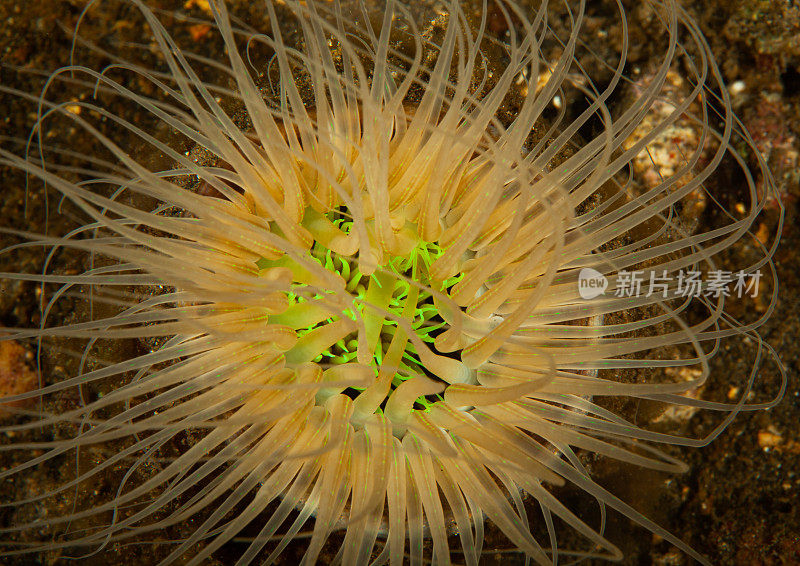 热带水族馆，热带水域海葵大近距离触须