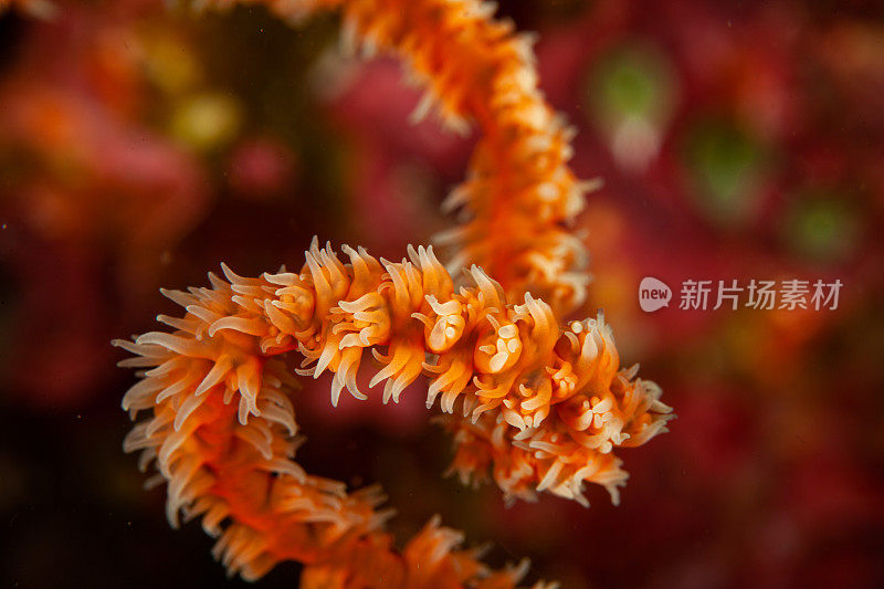 热带水族馆，热带水域海葵大近距离触须