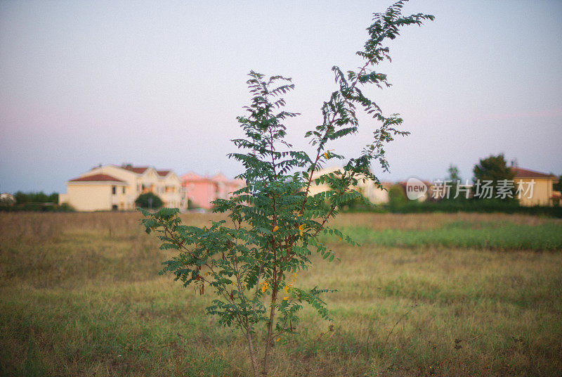 植物就生长在小镇外的一块地里