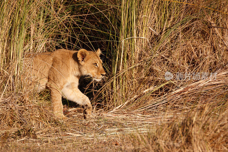 草丛中的狮子幼崽。非洲博茨瓦纳的奥卡万戈三角洲