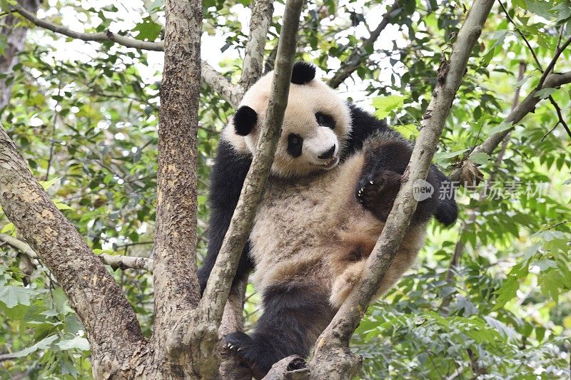 大熊猫坐在树干上