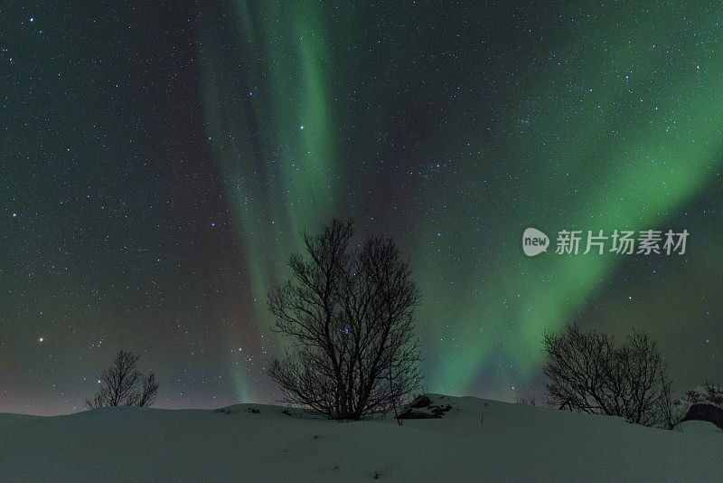 北极光，北极光或北极光在夜空中在罗浮敦群岛在挪威北部