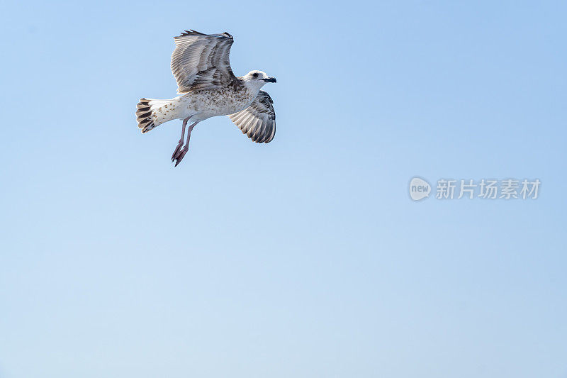 海鸥在海上飞翔。