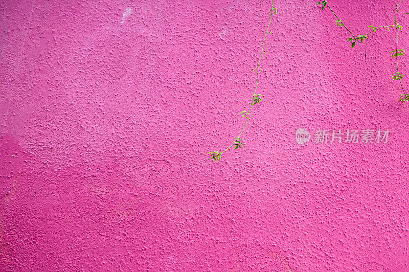 墙:粉红色的墙和绿色的植物
