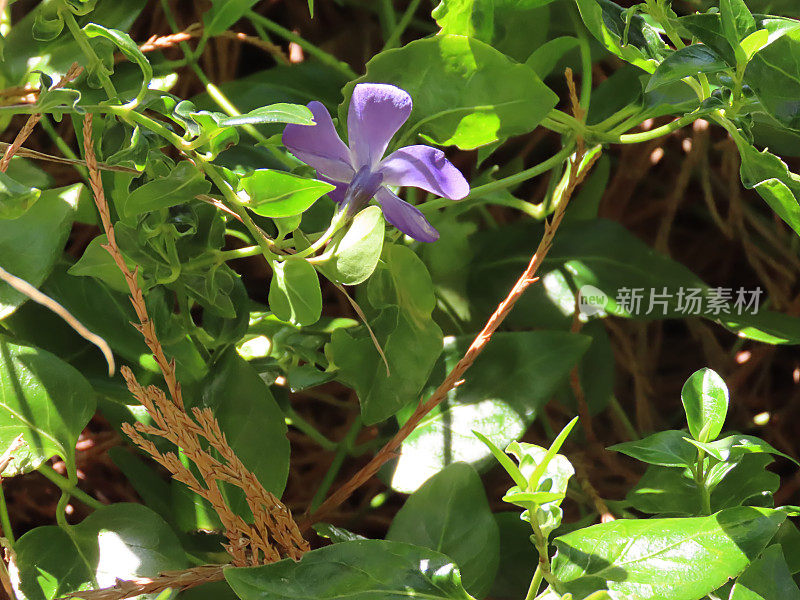 美丽的紫花在花园里