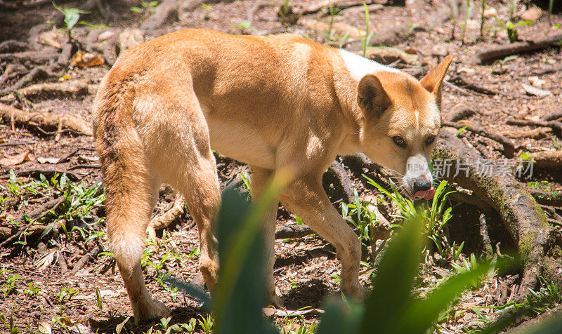 澳大利亚:Dingo