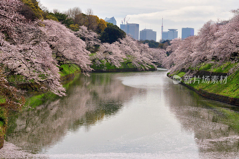 东京千鸟渊公园里盛开的樱花