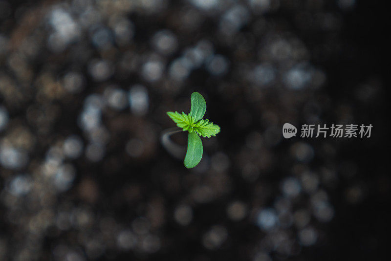 刚发芽的大麻幼苗