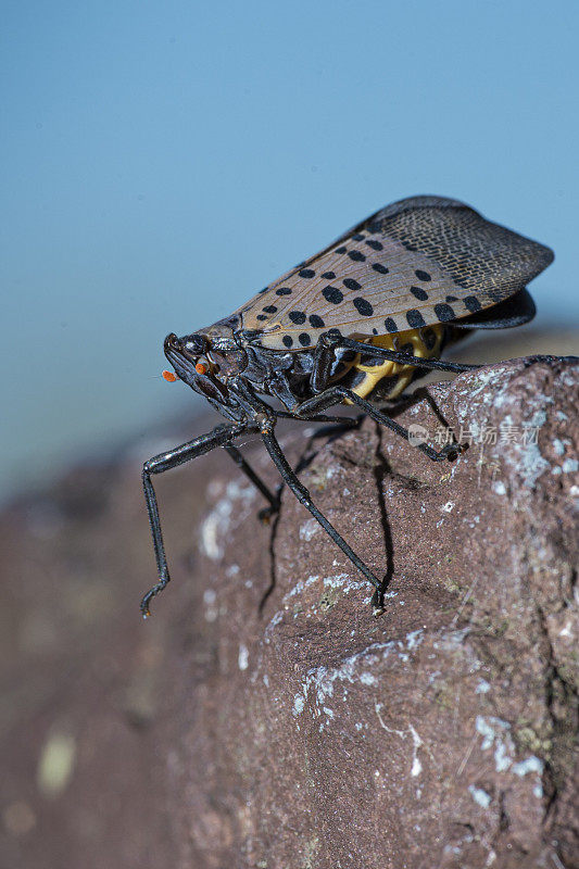 发现Lanternfly