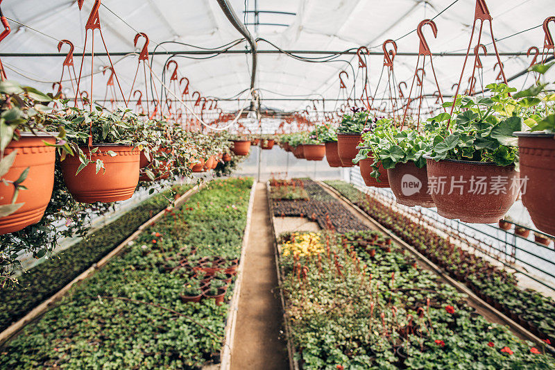 盆栽植物在花卉农场排成一行