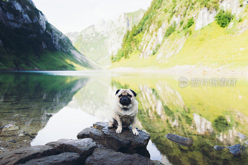 年轻的毛茸茸的徒步旅行者在瑞士阿尔卑斯山的湖边