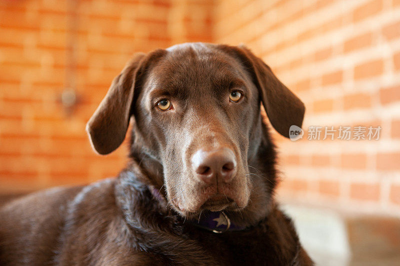 一只巧克力色的拉布拉多寻回犬躺在一间砖房里看着摄像机