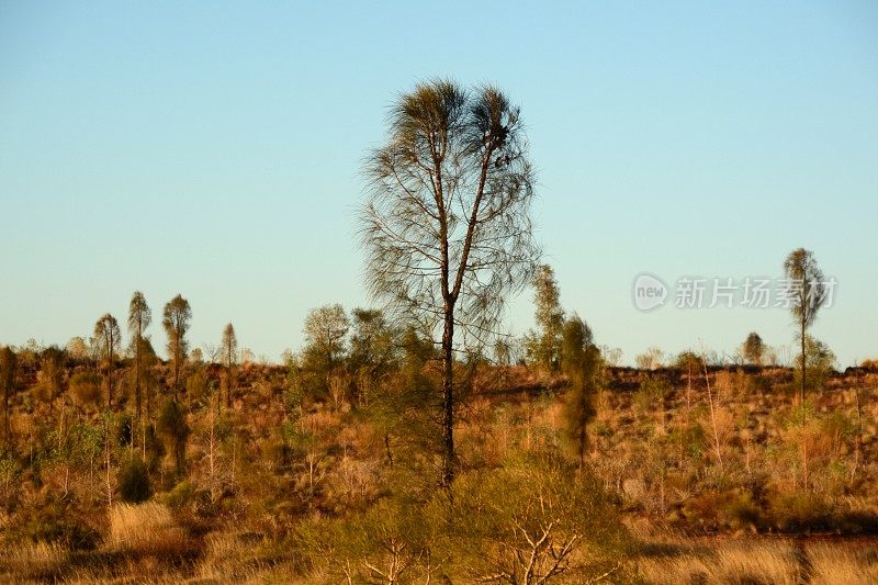 沙漠景观，北部领土，澳大利亚