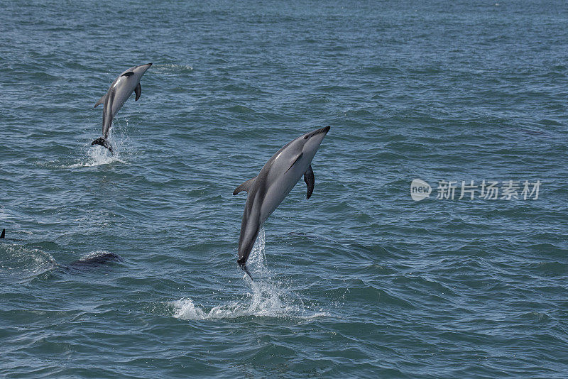 忧郁的海豚