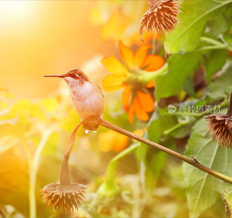 红喉蜂鸟和百日菊的高调照片