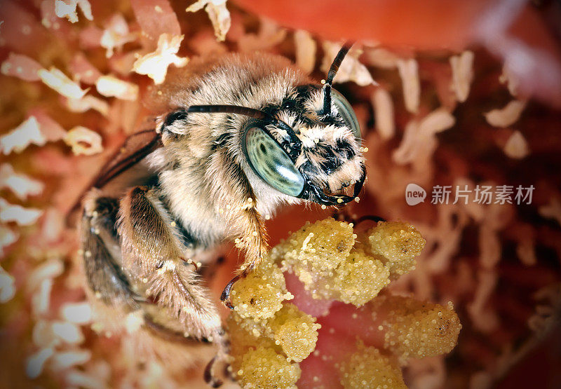 烟囱蜜蜂;仙人掌花中的向日葵蜂(仙人掌蜂)