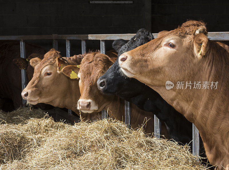 四头牛在一个牛棚里