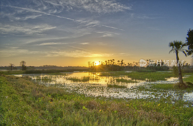 令人叹为观止的奥兰多湿地公园在一个充满活力的日出在美国佛罗里达中部