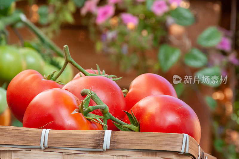 藤蔓成熟的红番茄生长在后院的菜园，以确保粮食安全