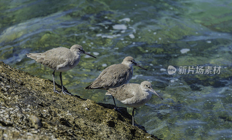 Willet，修剪过的半蹼。圣伊格纳西奥拉格隆，巴哈，墨西哥