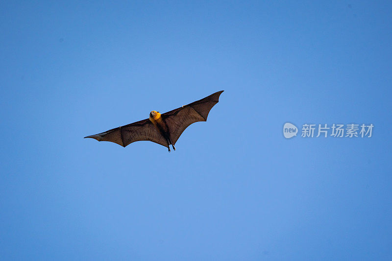 狐狸飞上湛蓝的天空