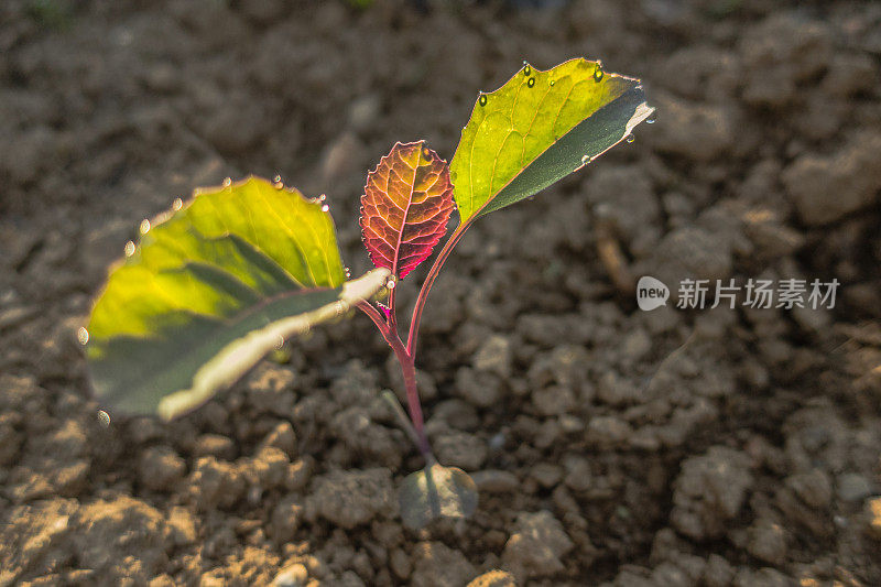 春季菜园中紫色花椰菜的种植