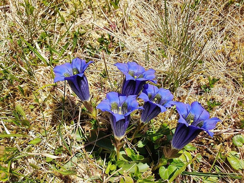 龙胆花