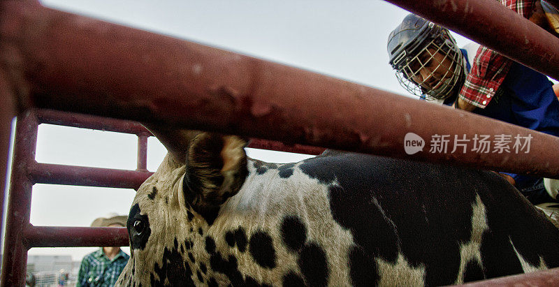 一名骑牛者戴着安全帽，坐在围栏里的公牛顶上，准备参加骑牛比赛