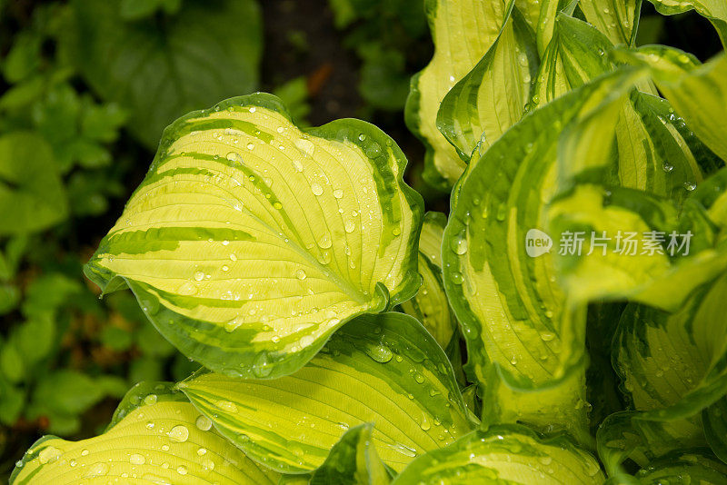 年轻的叶玉簪属草本植物。雨中植物的叶子