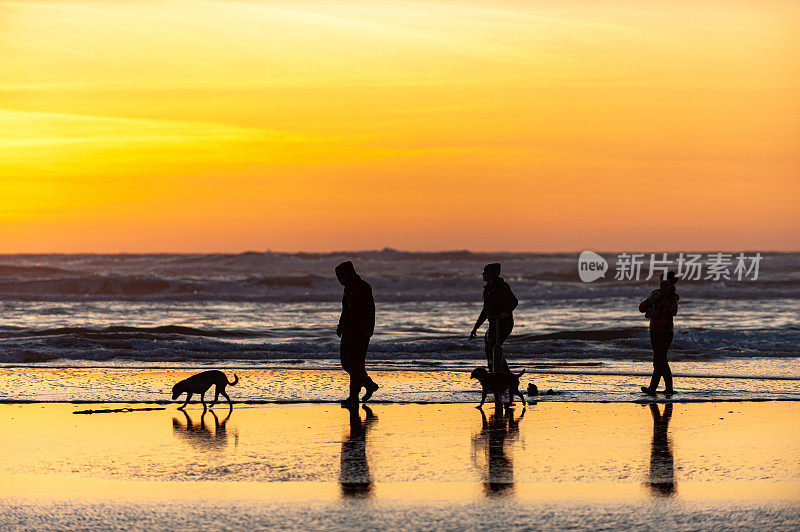 朋友们带着他们的拳师犬在海滩上散步