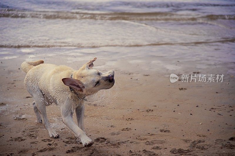 一只拉布拉多犬在海滩的水里奔跑