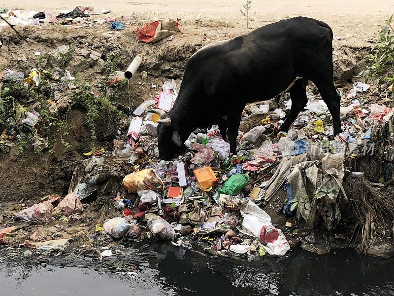 在印度德里的荒地上，野生圣牛在垃圾和垃圾中觅食，堵塞了被污染的河流