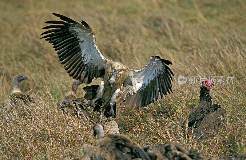 非洲白背秃鹫，非洲吉卜赛人，成年飞行，着陆，垂面秃鹫，长尾三角，肯尼亚马赛马拉公园
