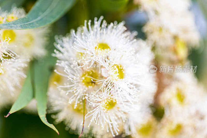 桉树白花，自然背景与空间复制