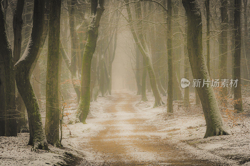 穿过雾气蒙蒙的山毛榉树林，在一个阴沉沉的冬天