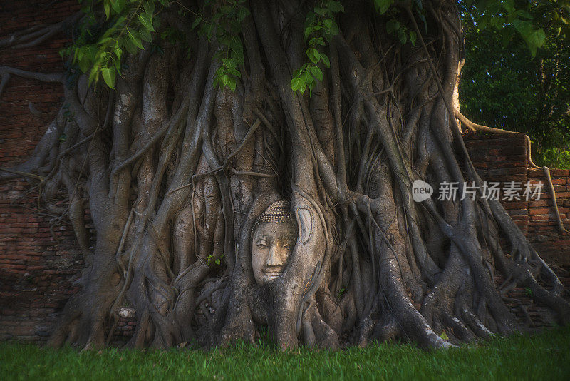 泰国大城府玛哈塔寺的石佛头被困在树根中