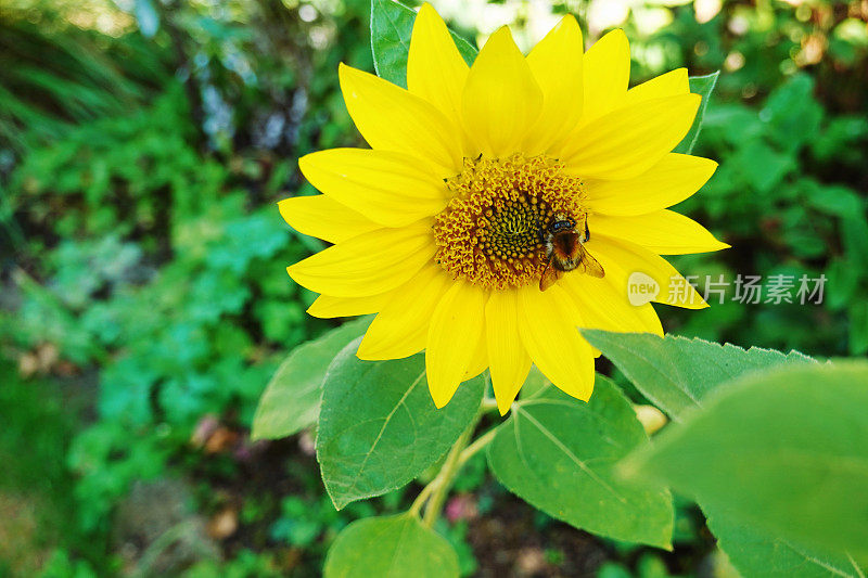 蜜蜂在向日葵中吸食花蜜