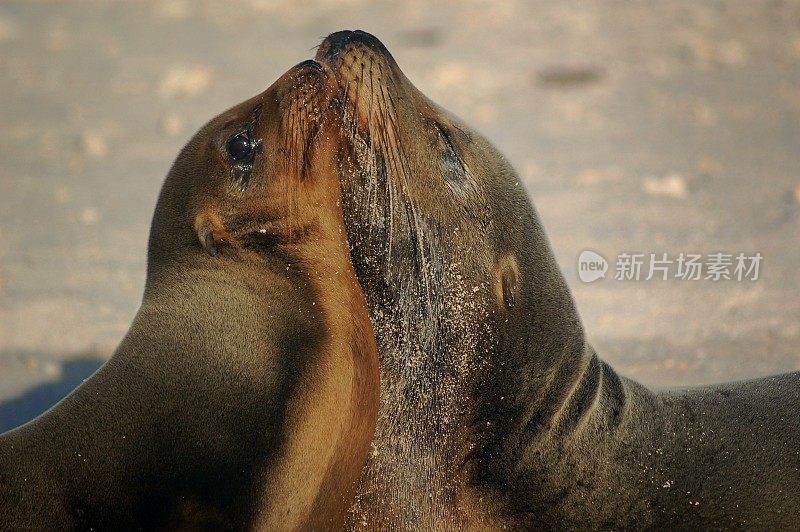 加拉帕戈斯海狗的鼻子