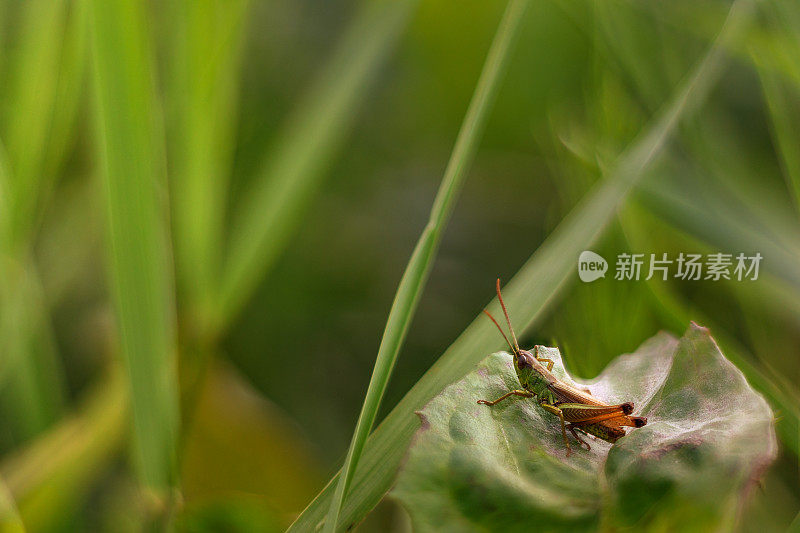 近距离的一个蚱蜢在一片草地的草叶之间的叶子