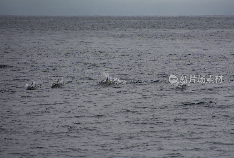 海峡群岛国家公园附近，海豚跃出水面