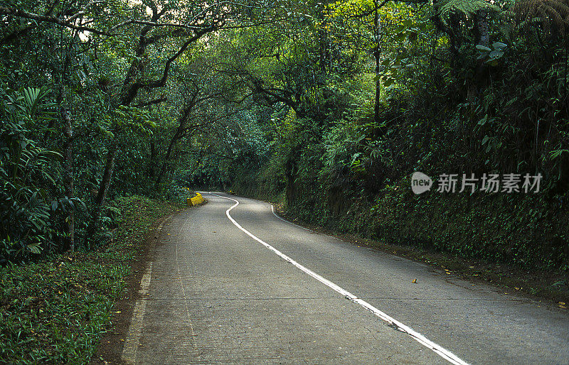 穿过雨林的小路