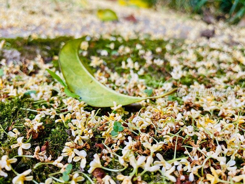 美丽的桂花在江苏，中国