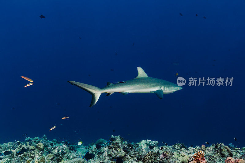 密克罗尼西亚帕劳岛蓝角深礁附近的黑尾礁鲨